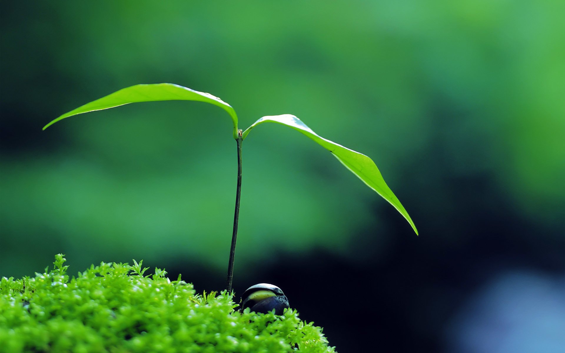 natura roślina zielony zen