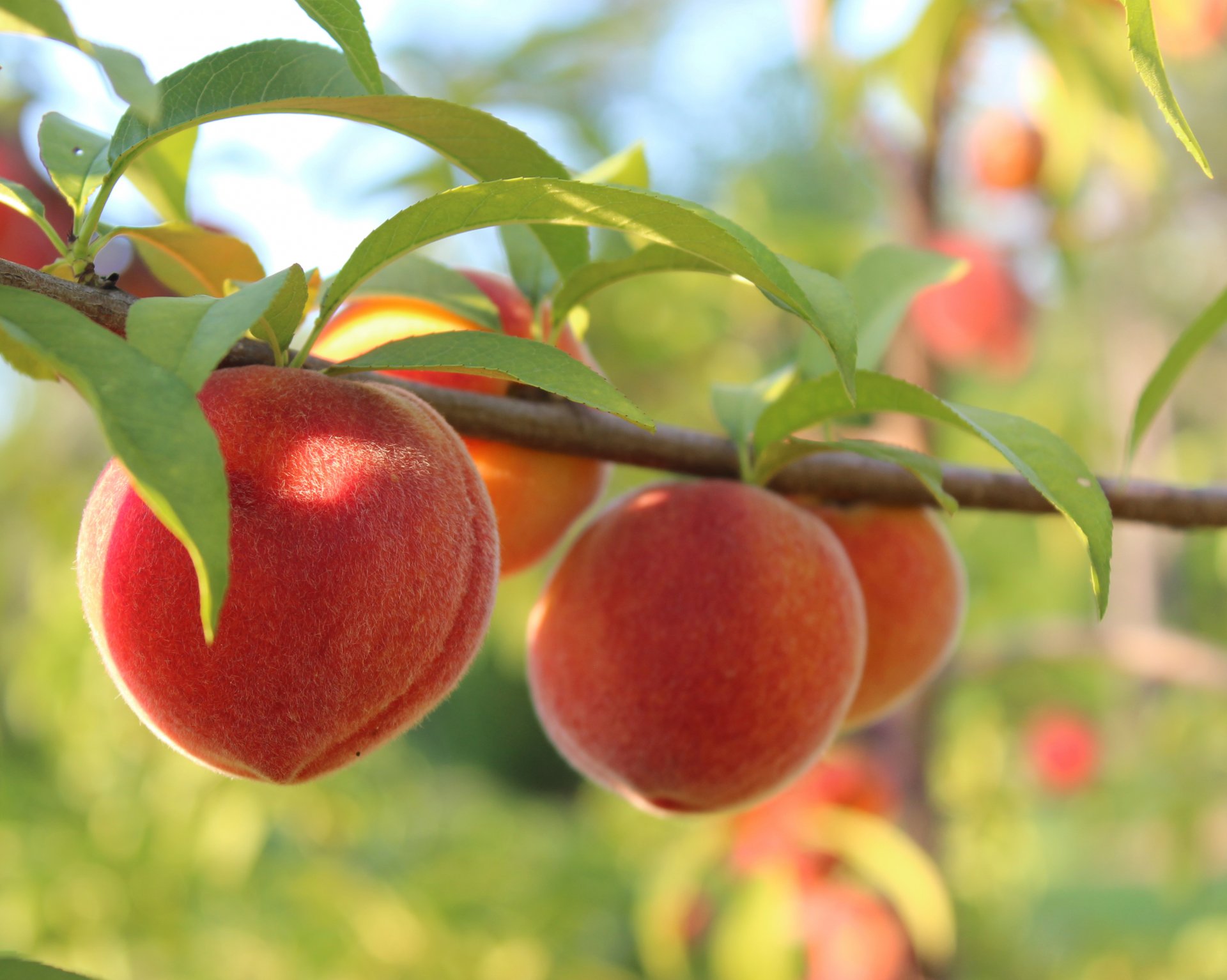 peaches branch close up