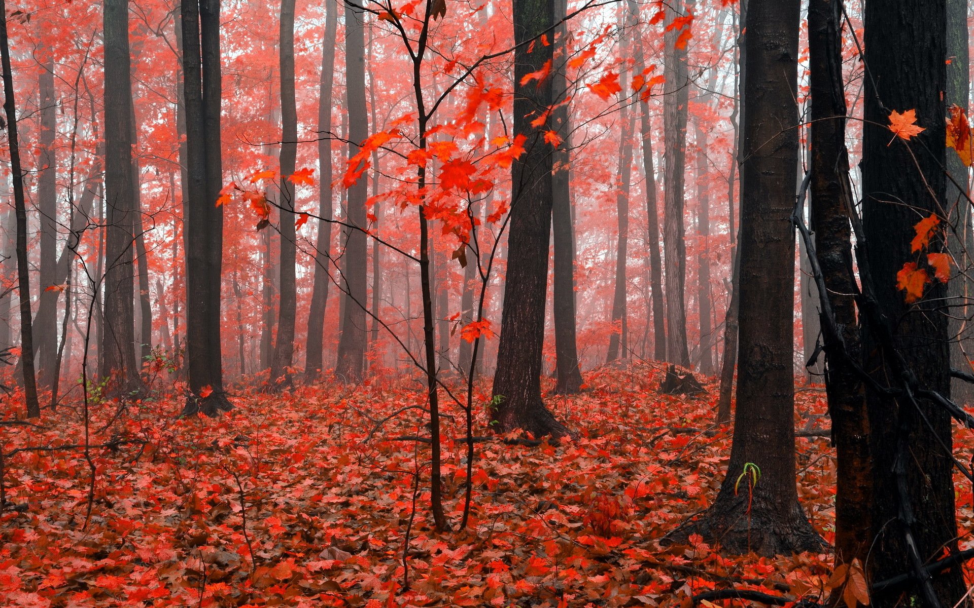 forest autumn nature