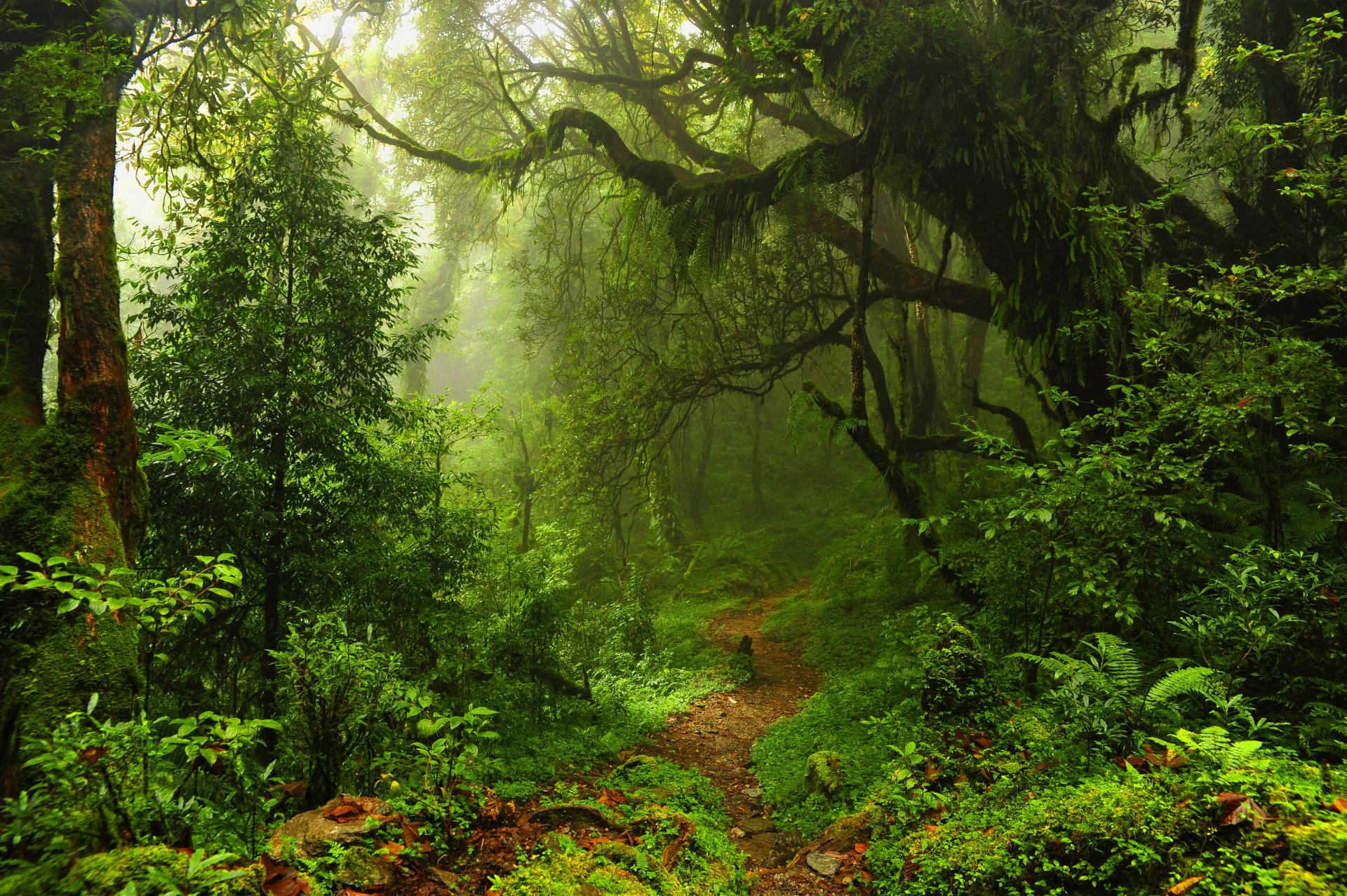 forest thickets thicket jungle tree leaves trail