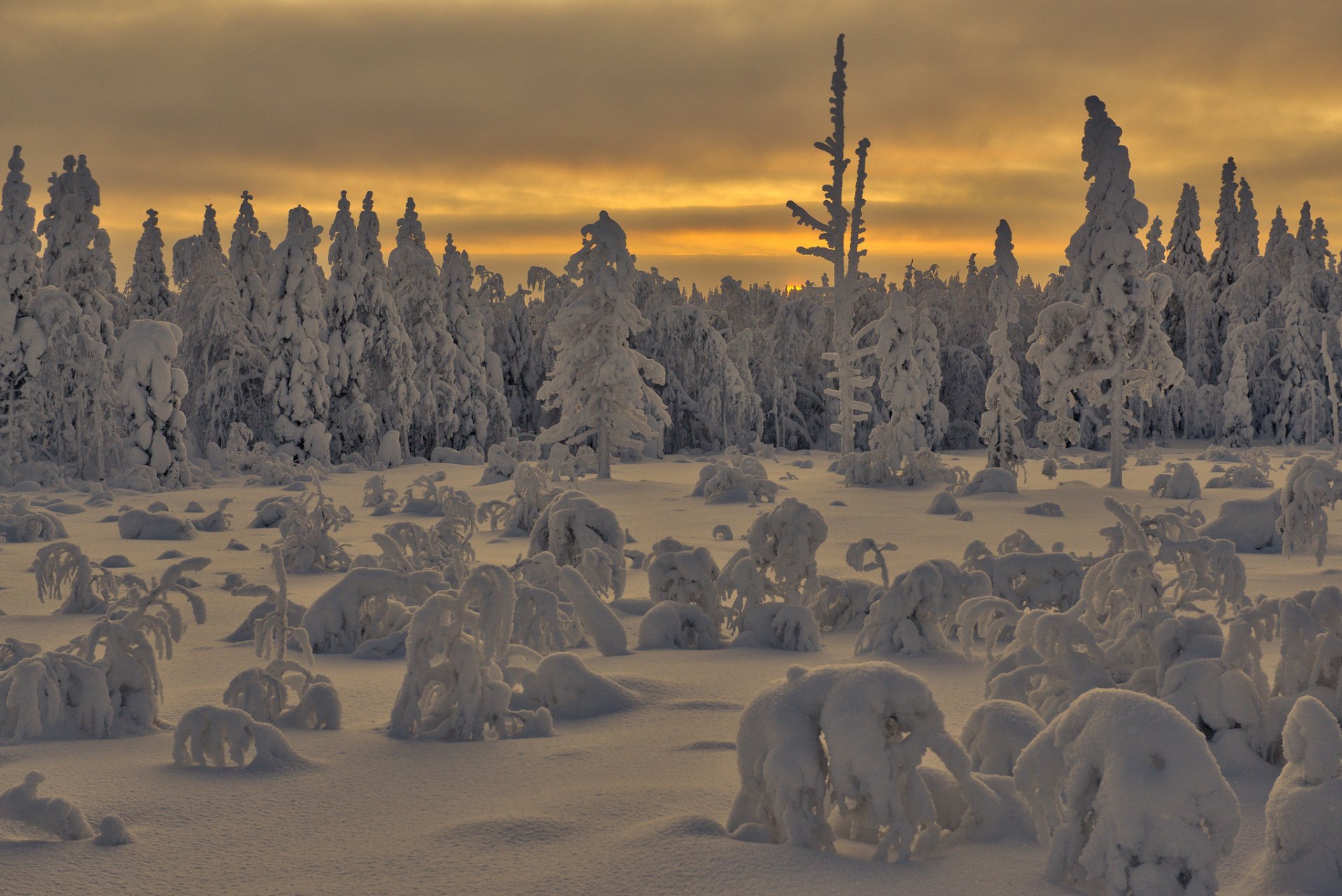 forêt neige hiver matin