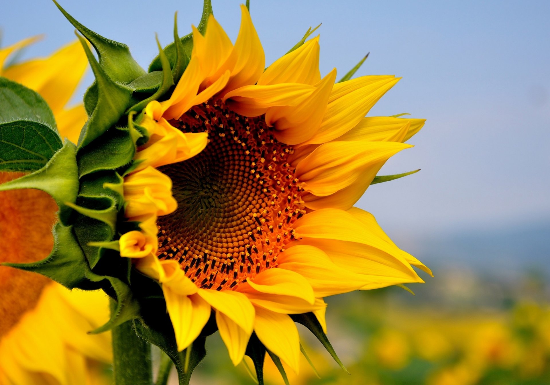 girasol flor amarillo campo verano naturaleza