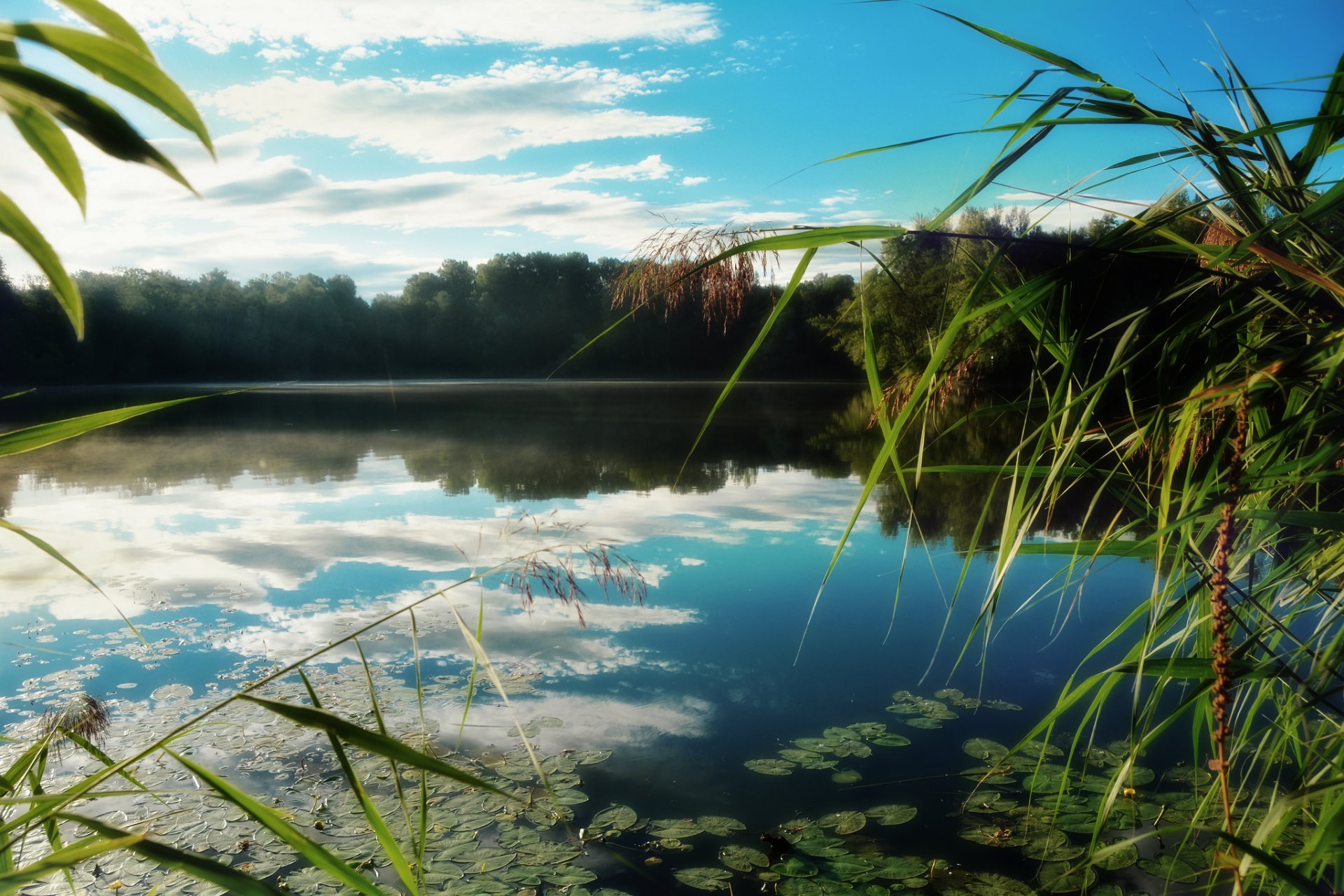 forest lake reed reflection