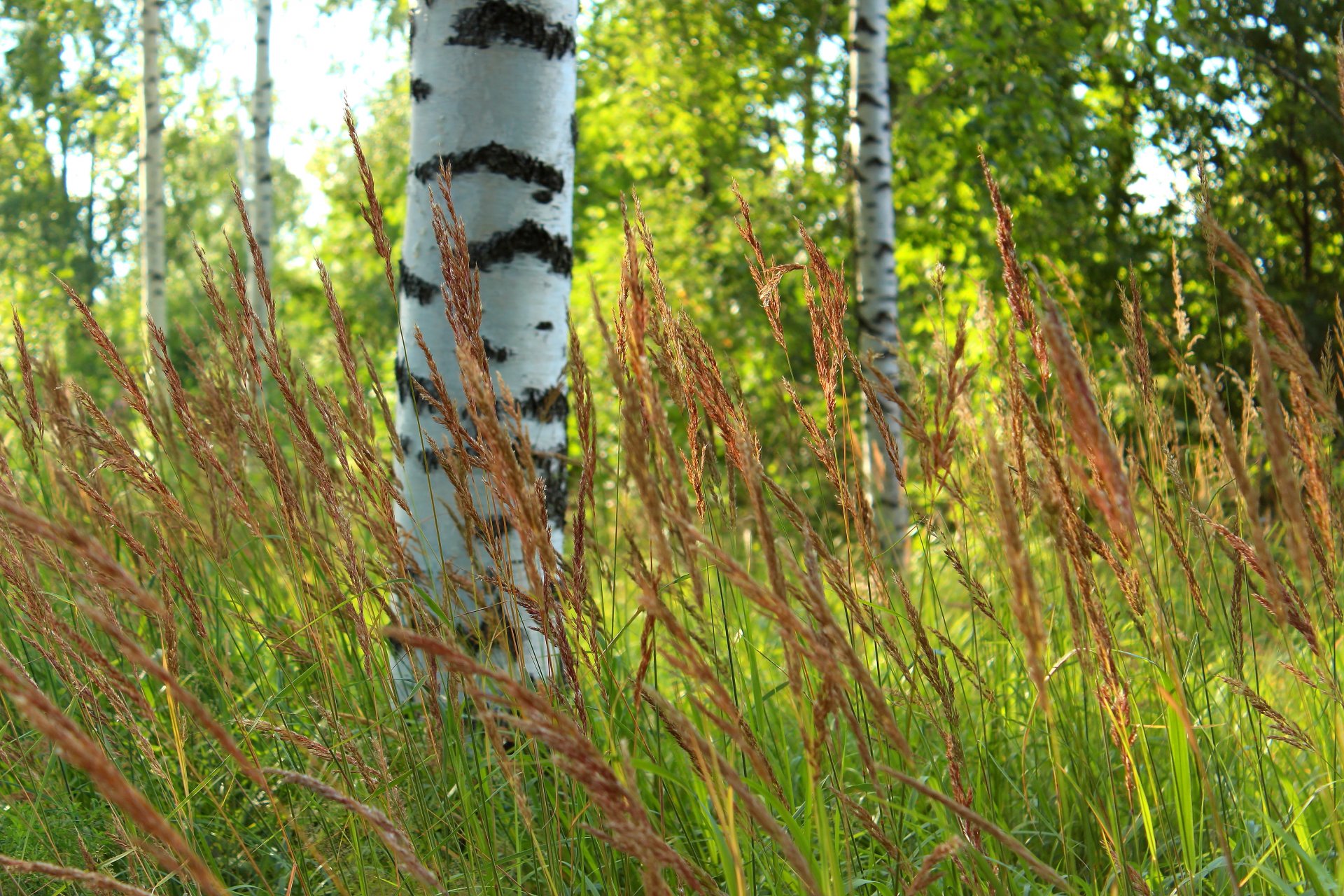 forest tree birch grass blur