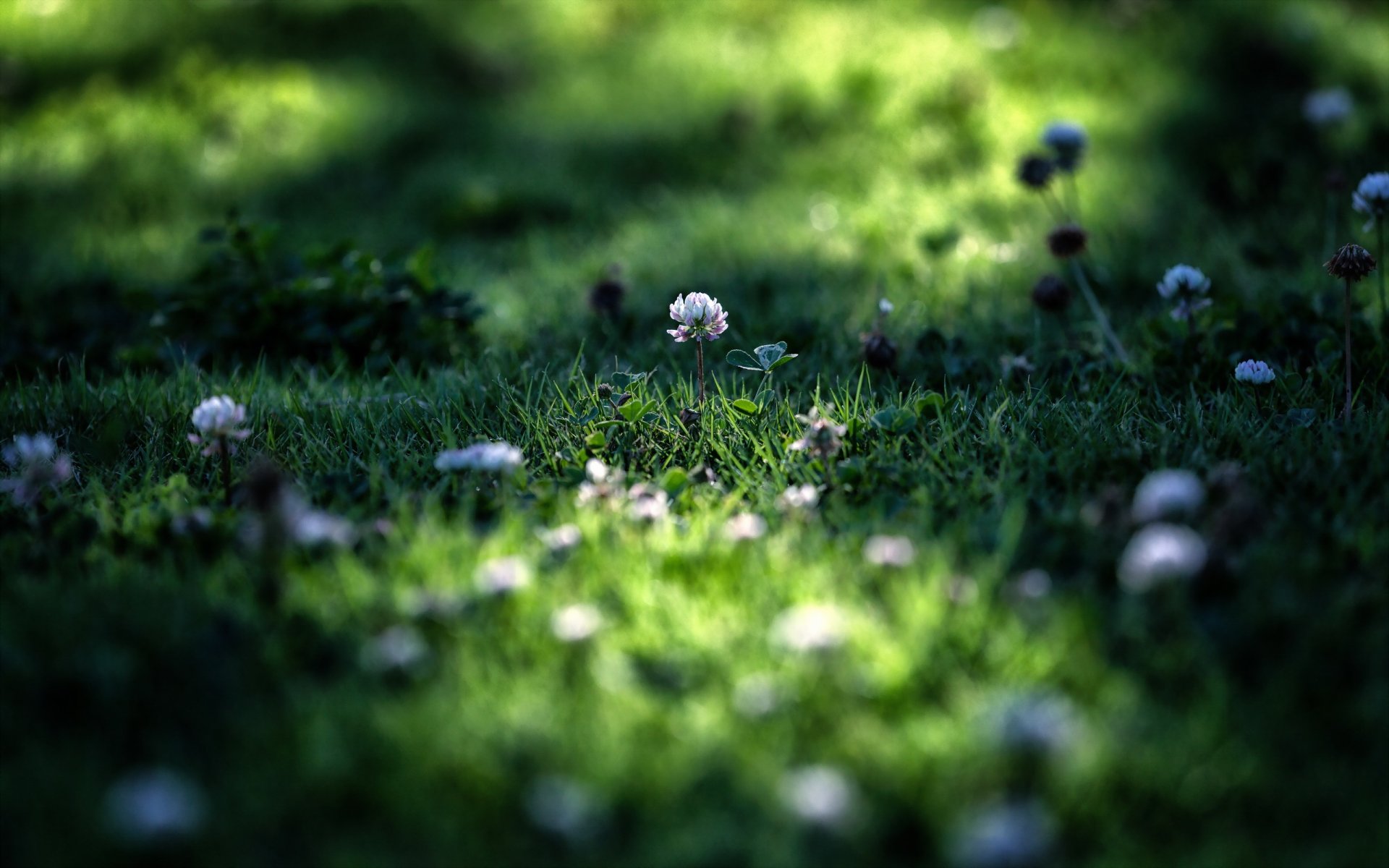 hierba naturaleza verano