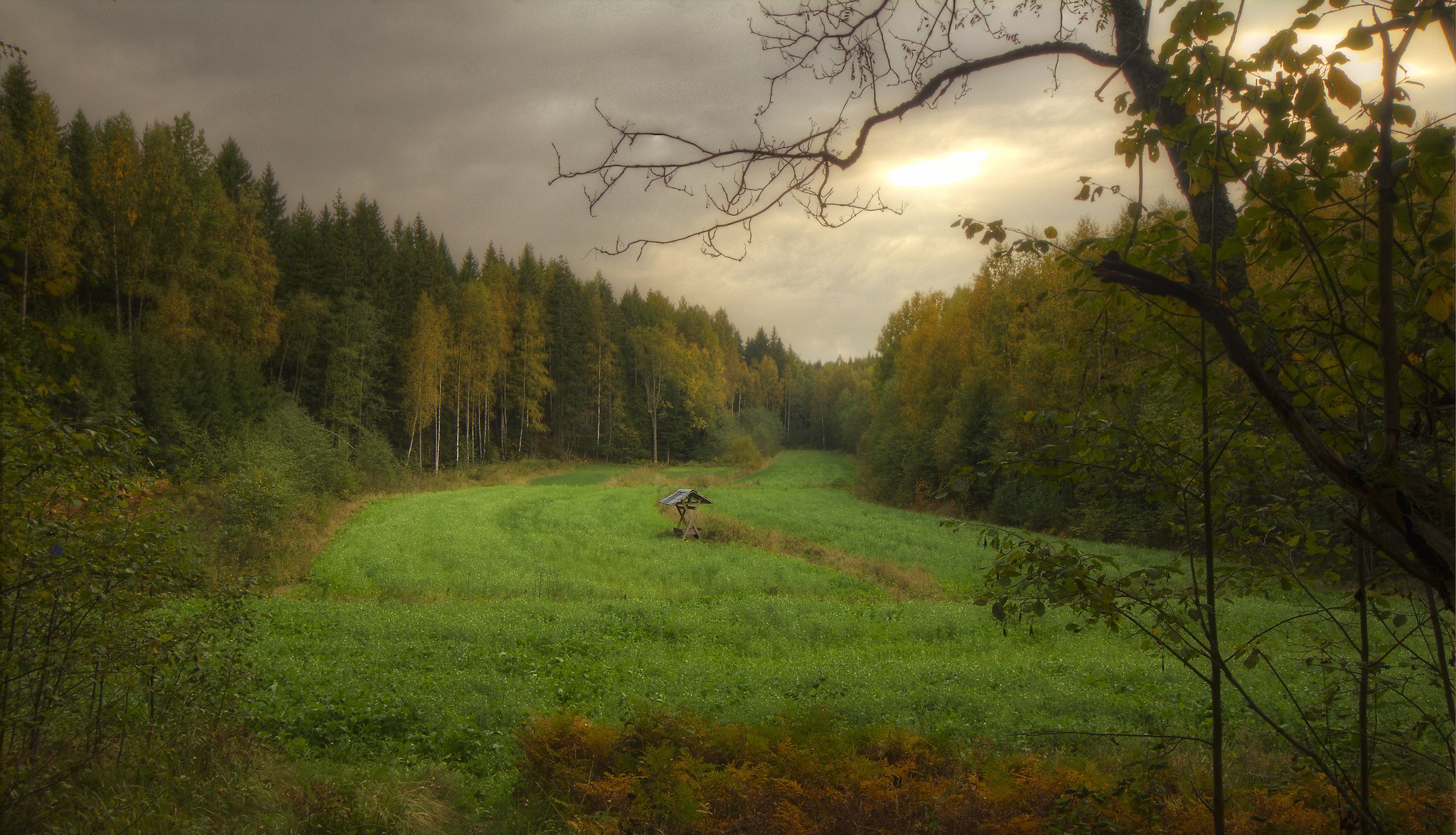 forest firebreak autumn cloud