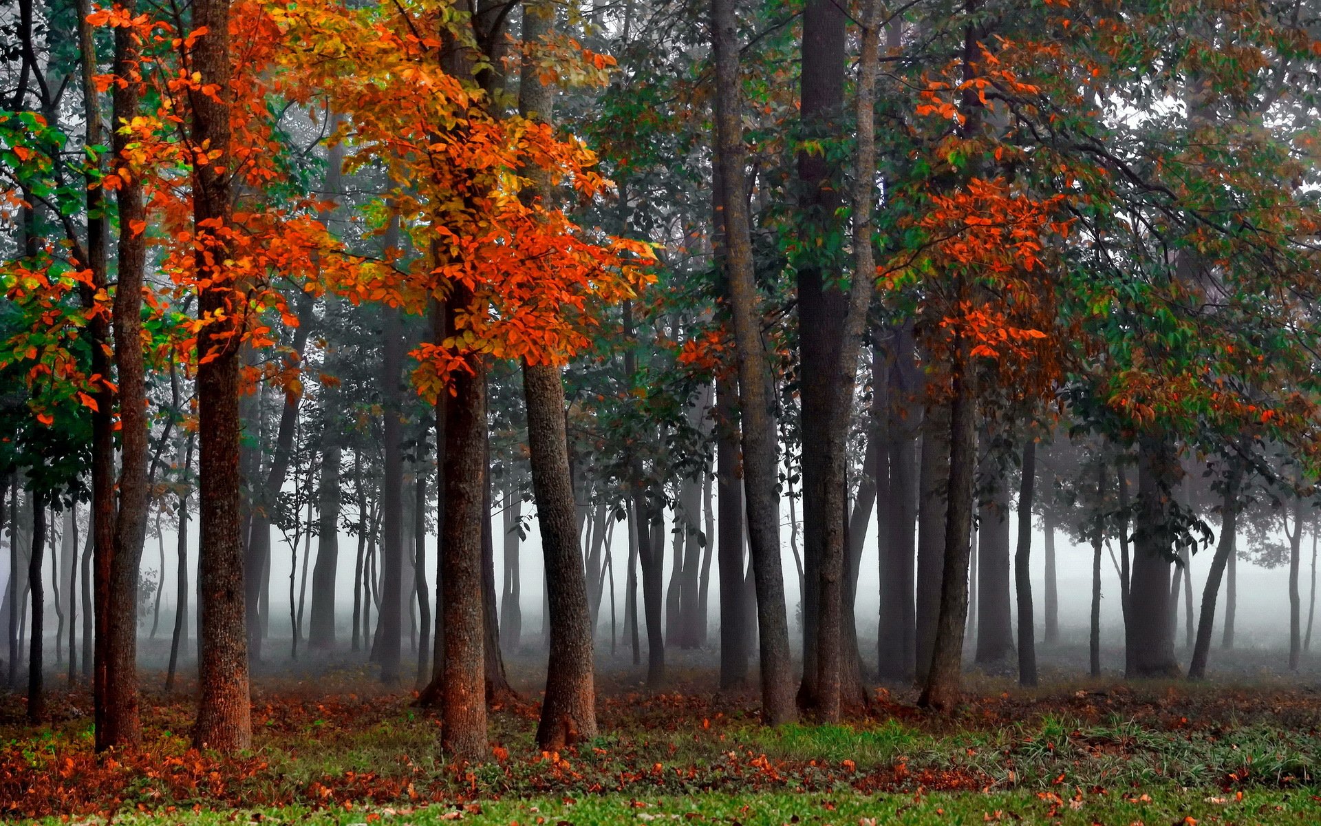 autumn forest mist