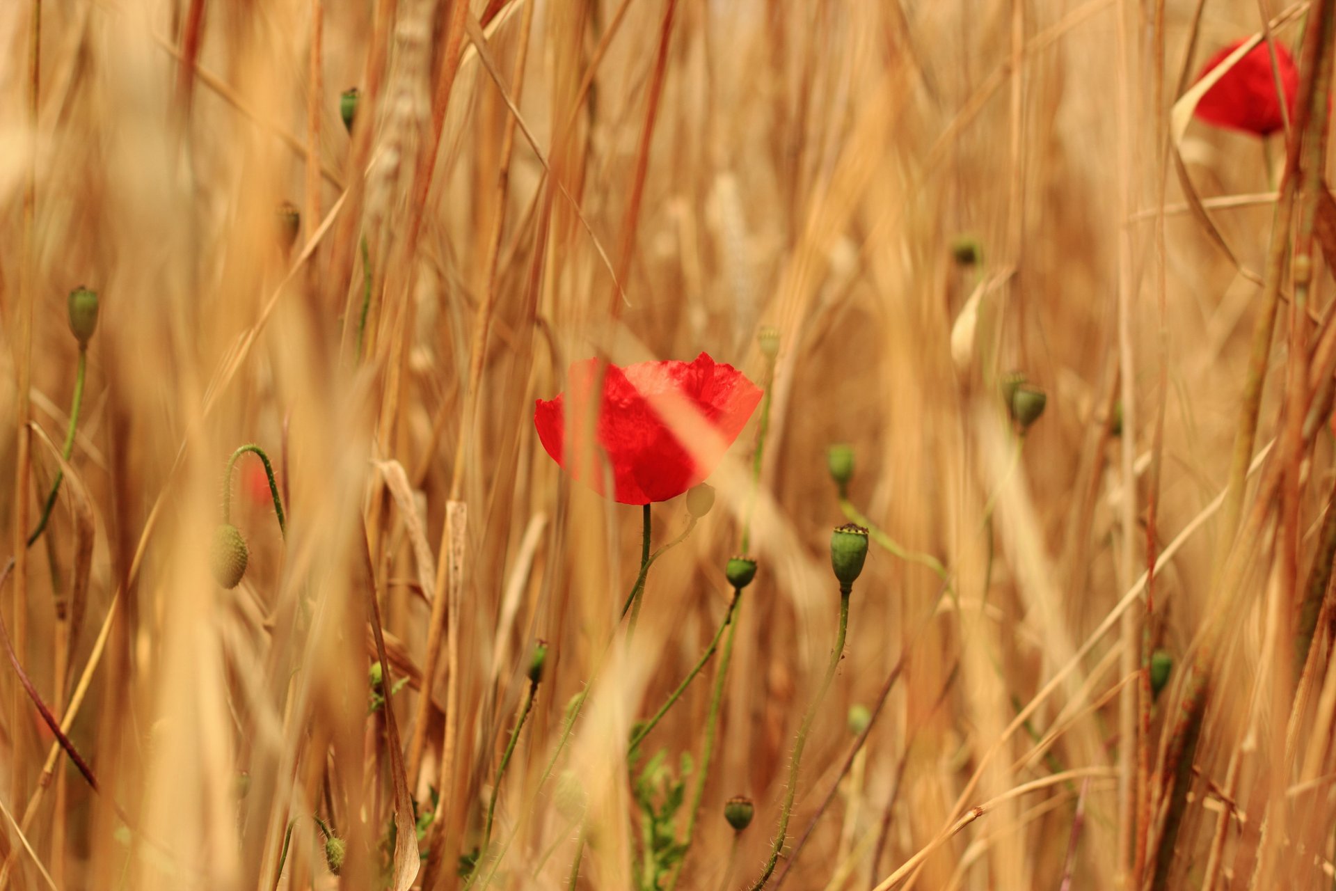 campo erba cereali fiori papaveri rossi