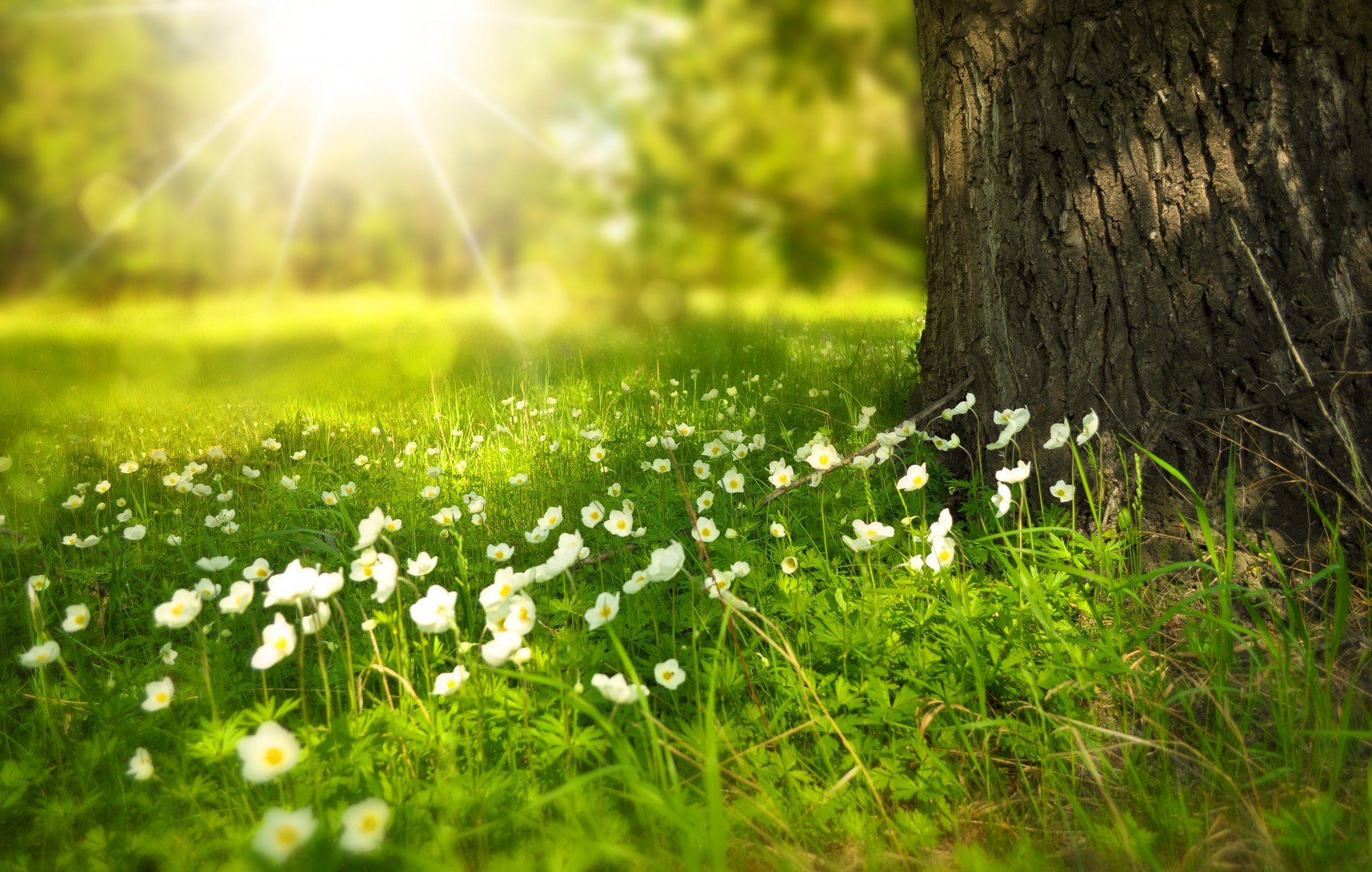 larisa koshkina radura albero tronco luce fiori raggi estate