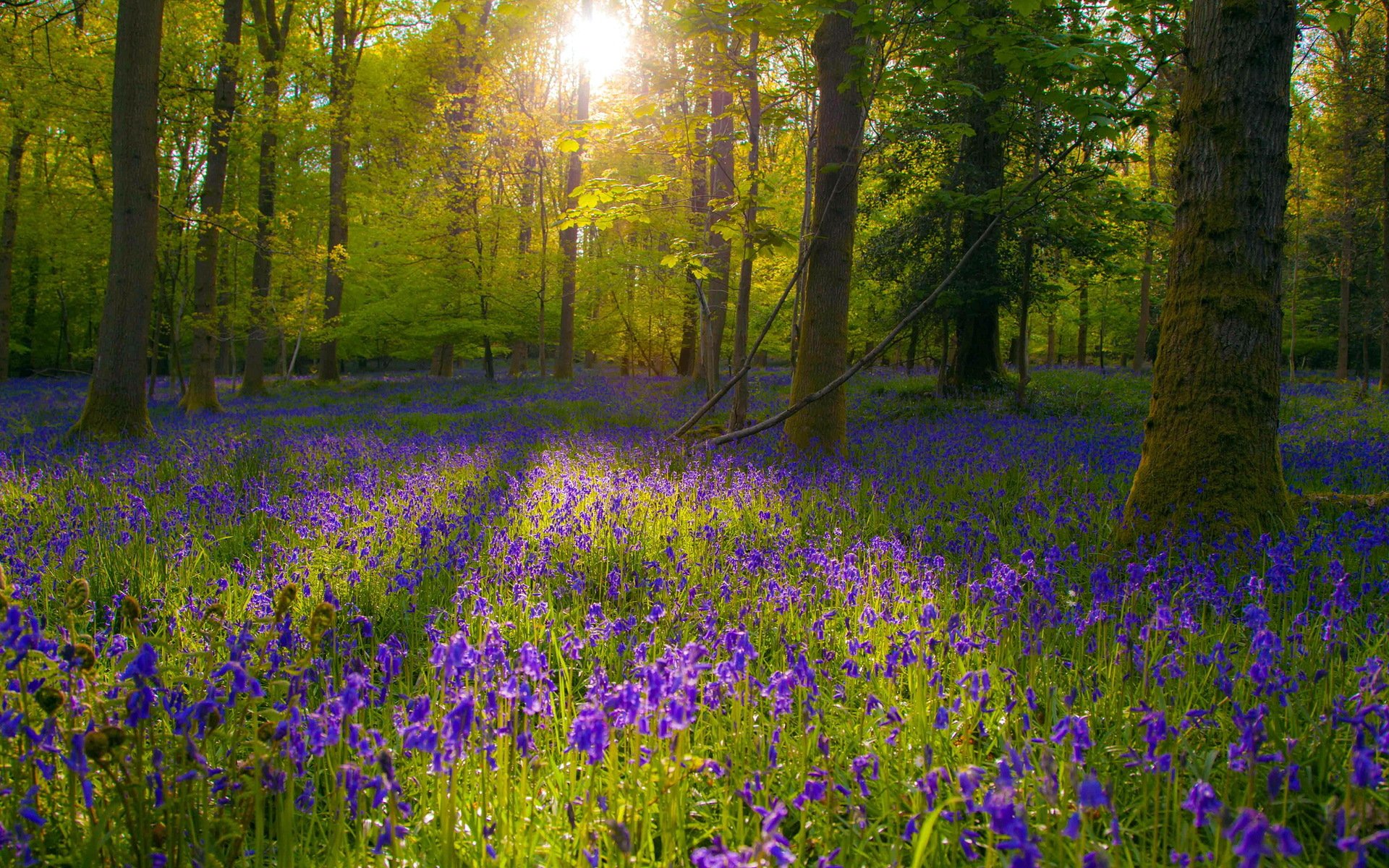 flores naturaleza luz