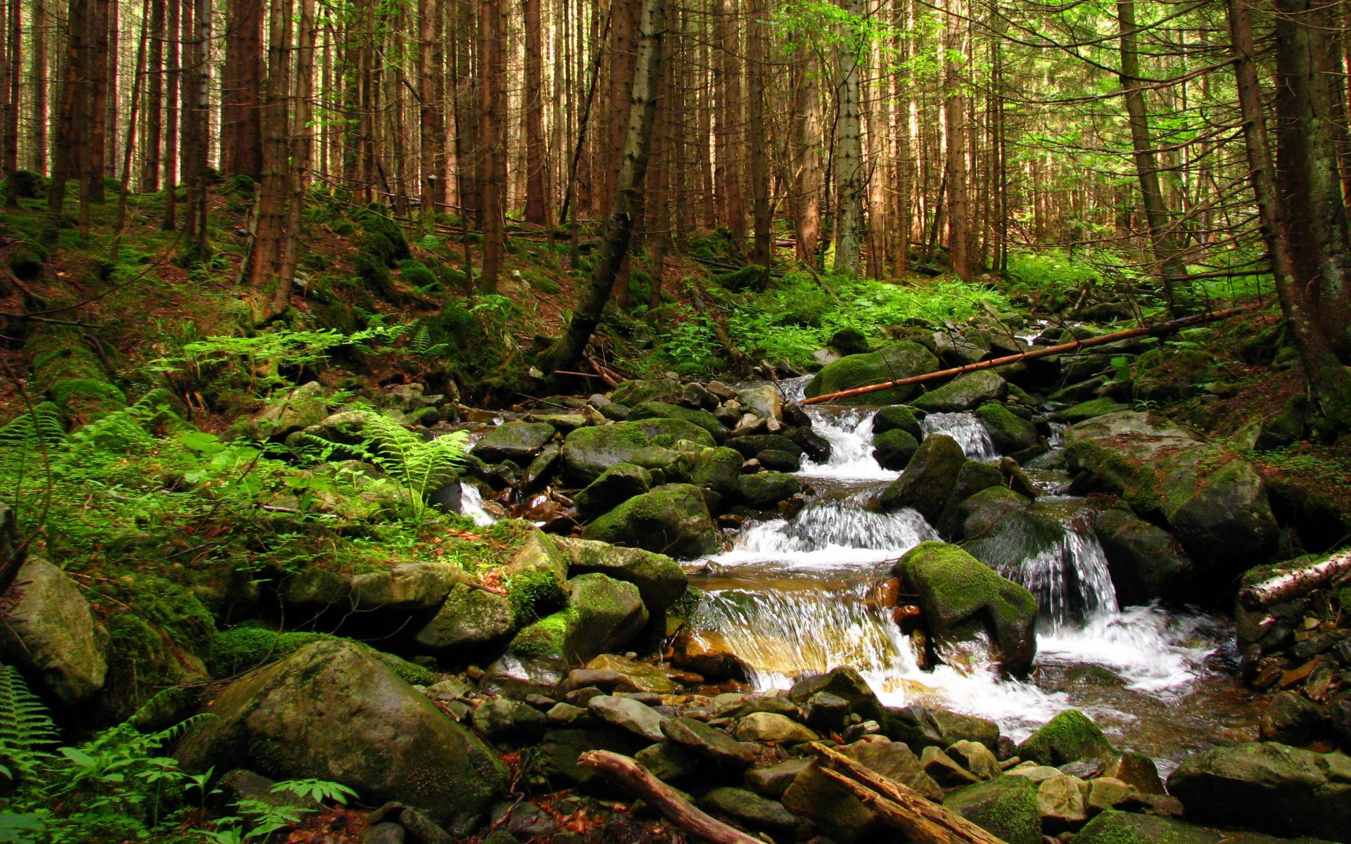 ukraine gorgan zakarpattia forest stream