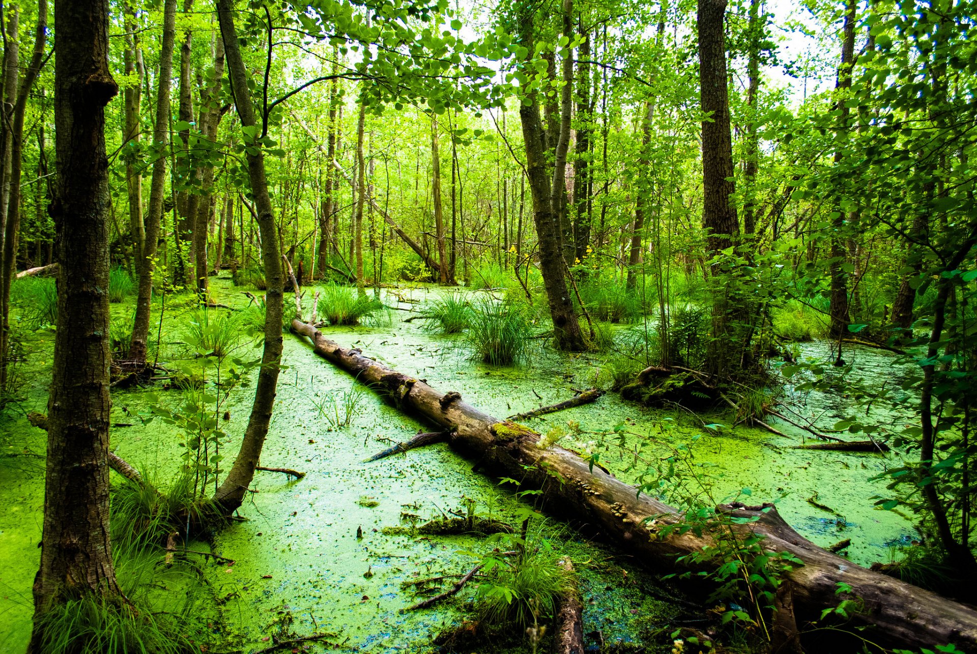 forêt marais bûche