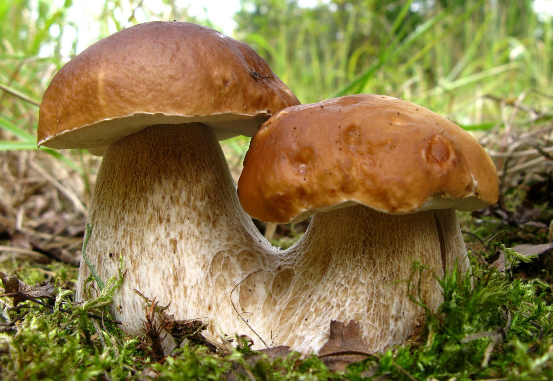 champignons boroviki couple nature