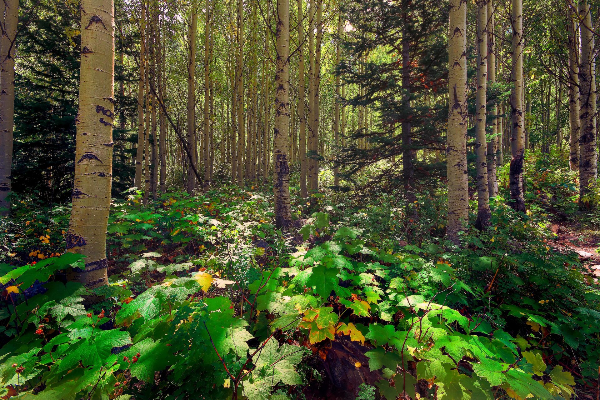 Смешанных Елово- широколиственных лесов