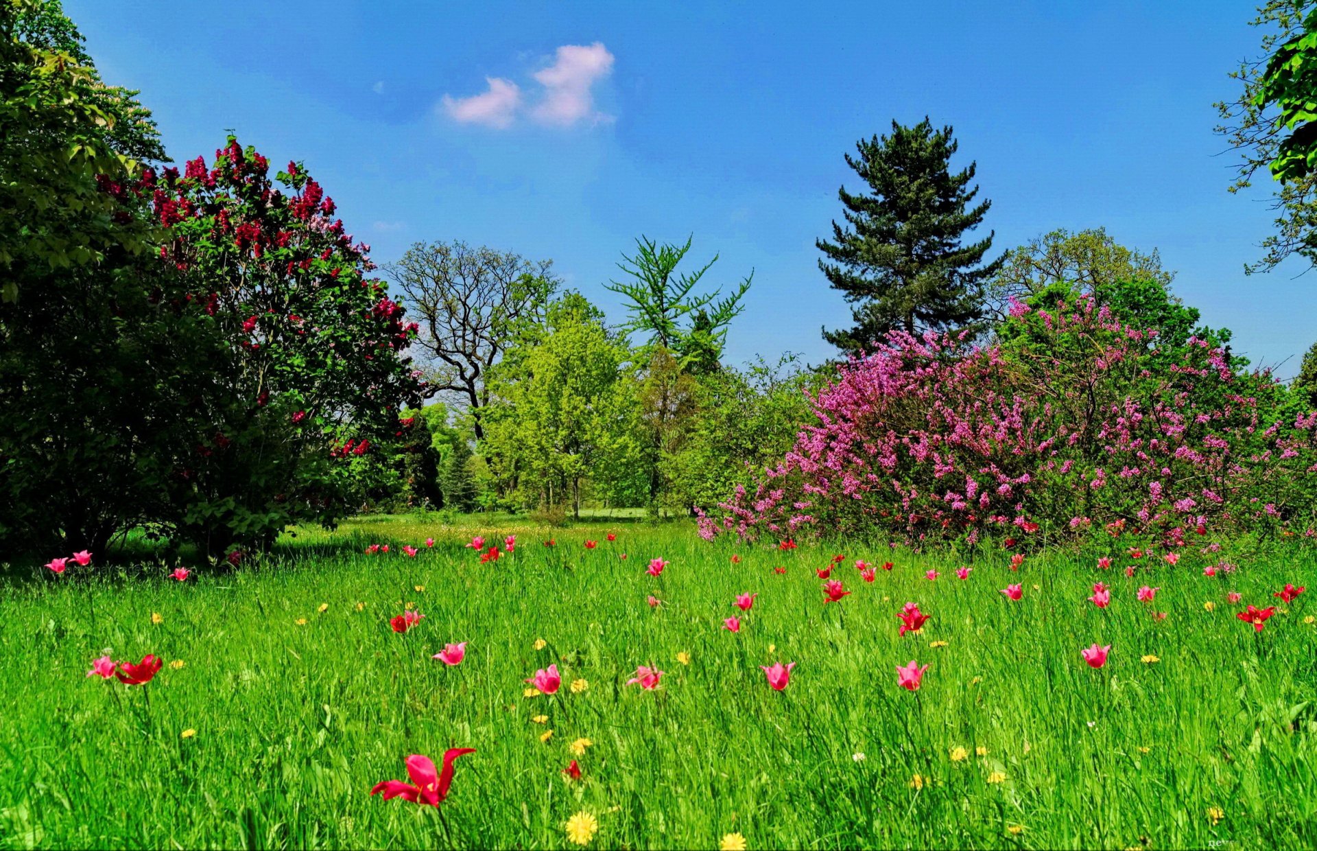 herbe pelouse arbres fleurs beauté verdure ciel