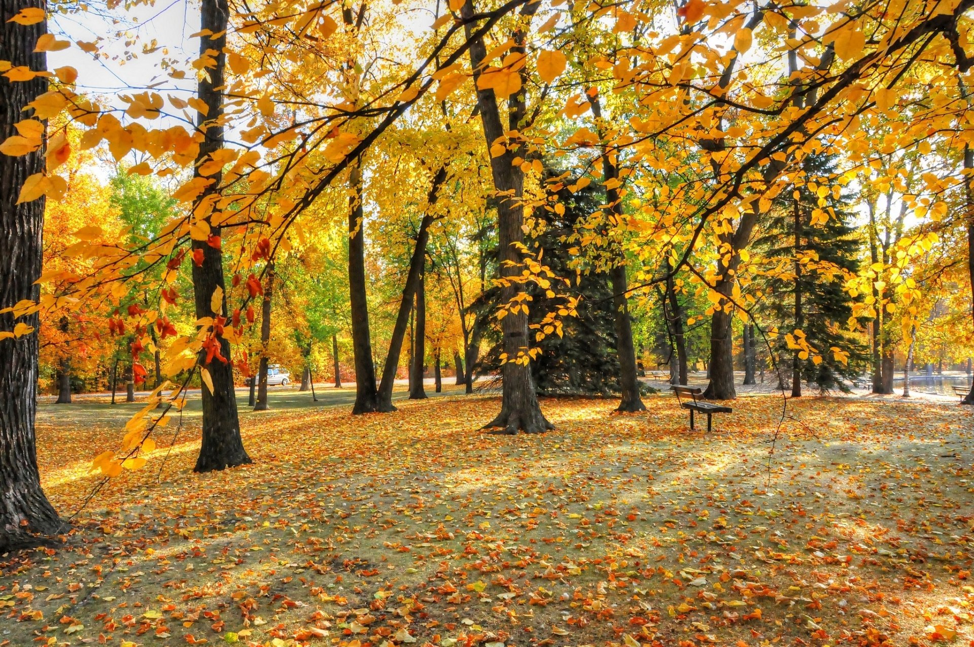 automne parc arbres feuilles