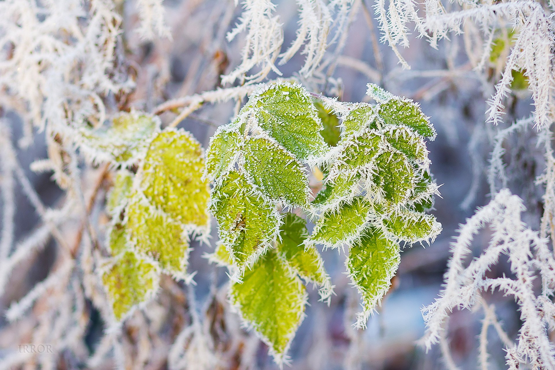 blätter frost schnee zweig frost