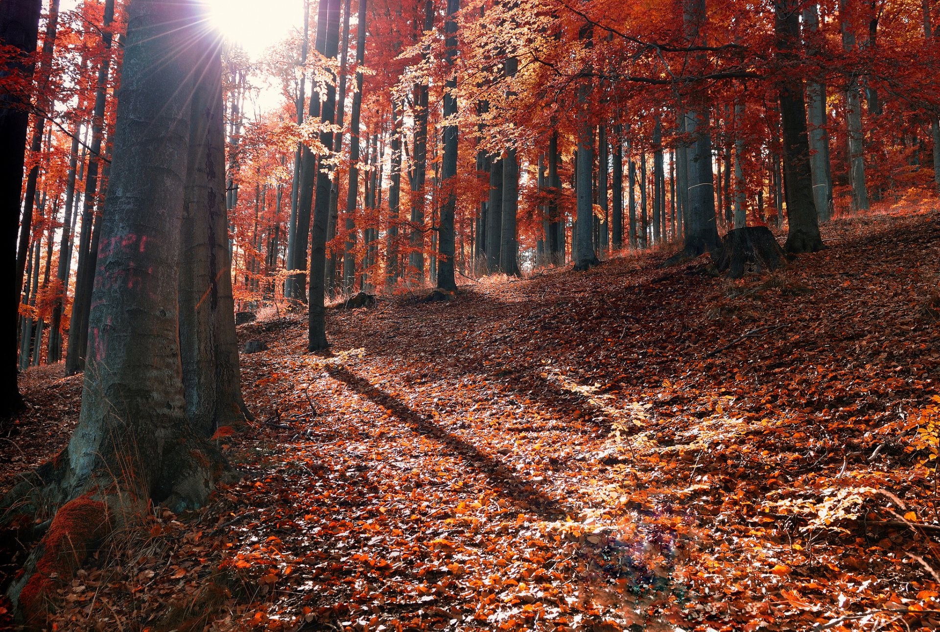 autumn forest leaves fallen sun ray