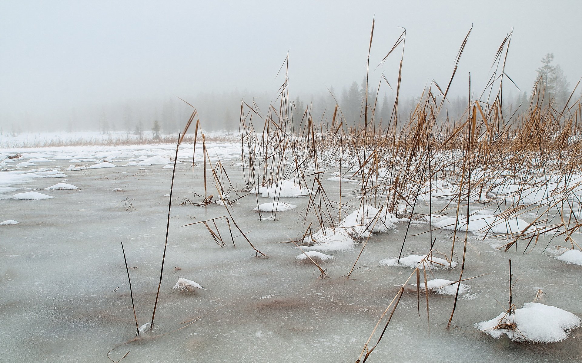 lago inverno giunco natura paesaggio