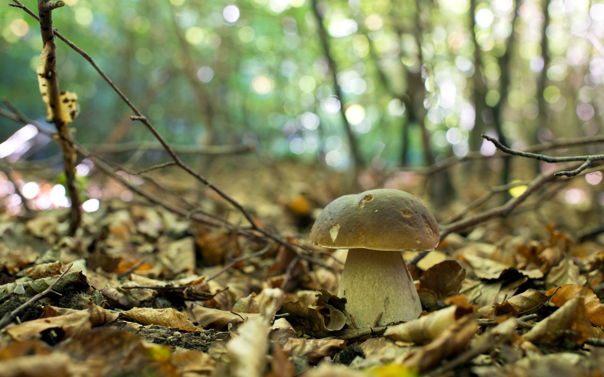 champignon forêt automne nature