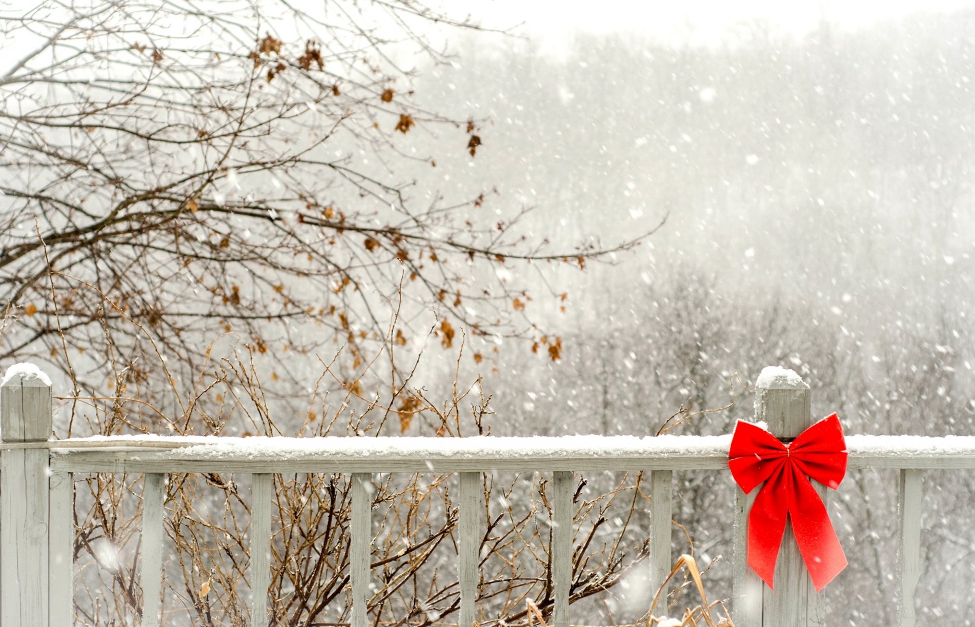 fence wooden fence bow red snow trees branches winter