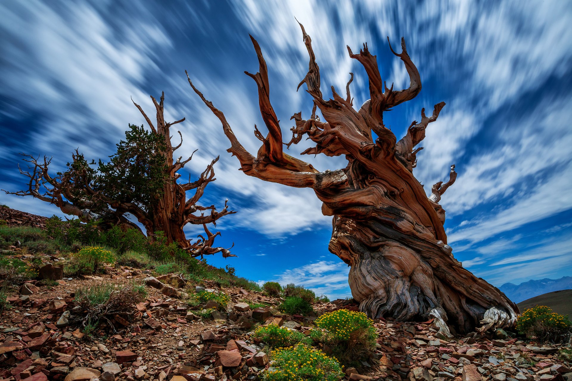 природа сша калифорния древняя bristlecone сосновый бор дерево скалы цветы небо облака выдержка