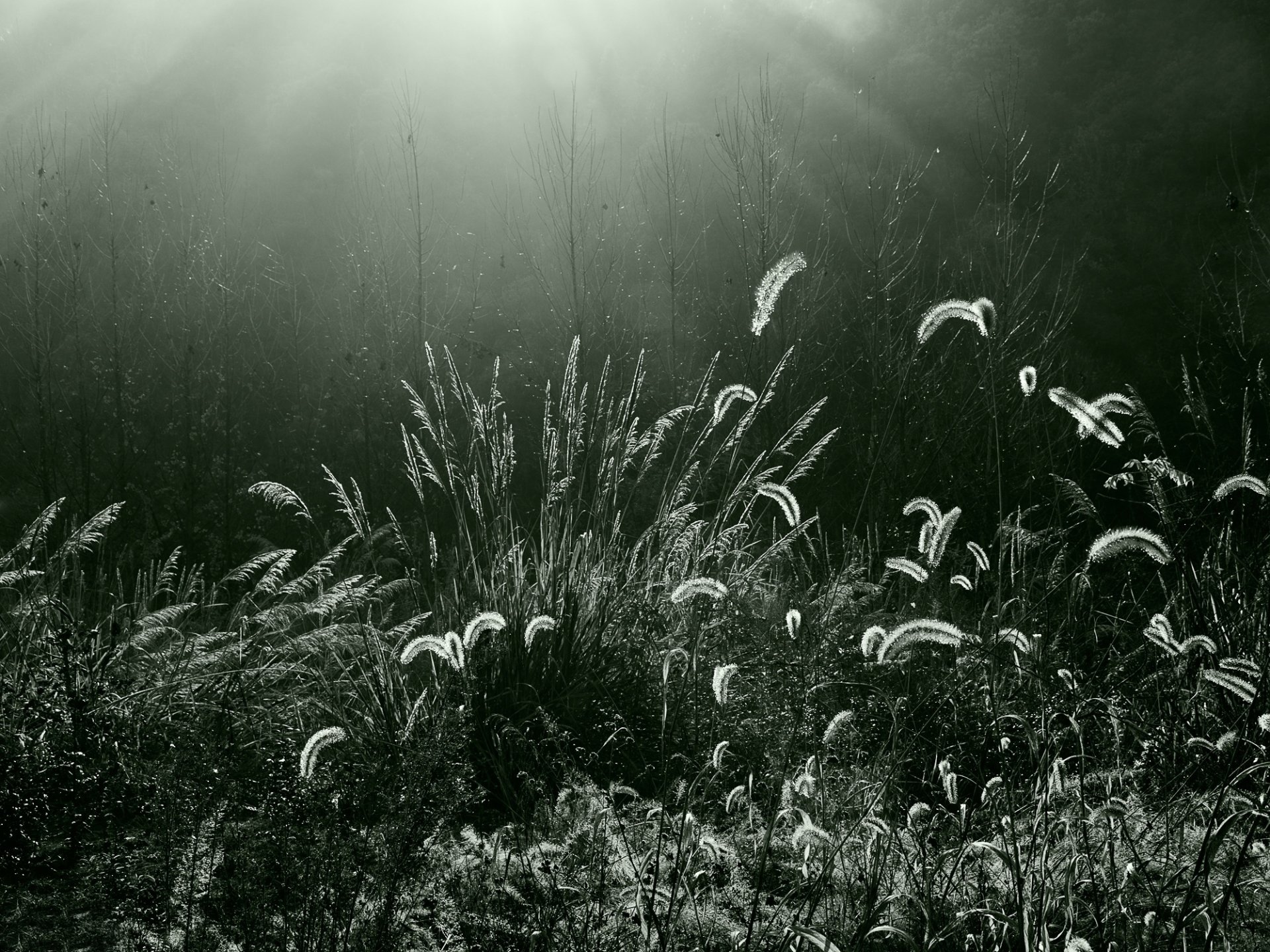 gras wald beleuchtung