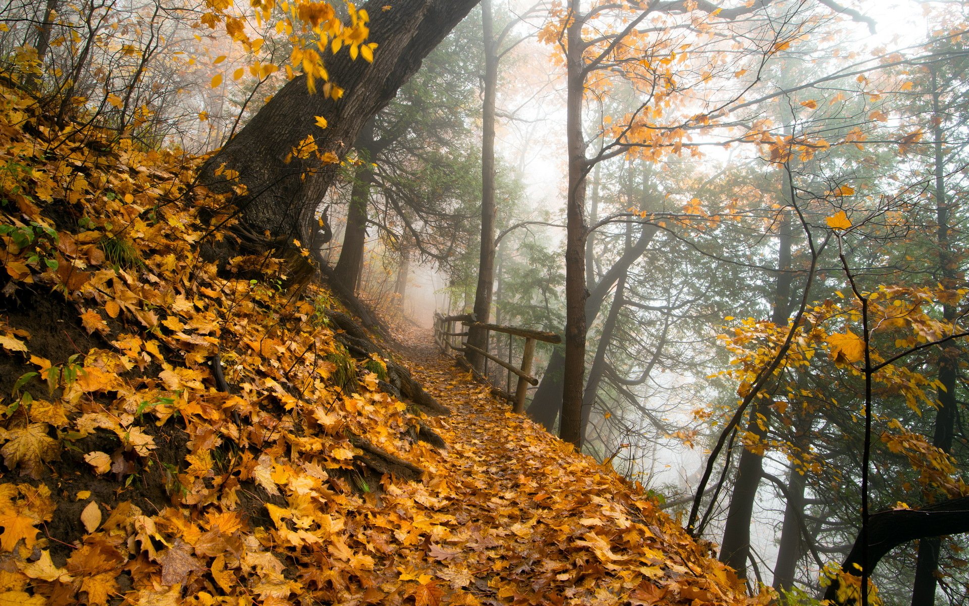 parc automne nature