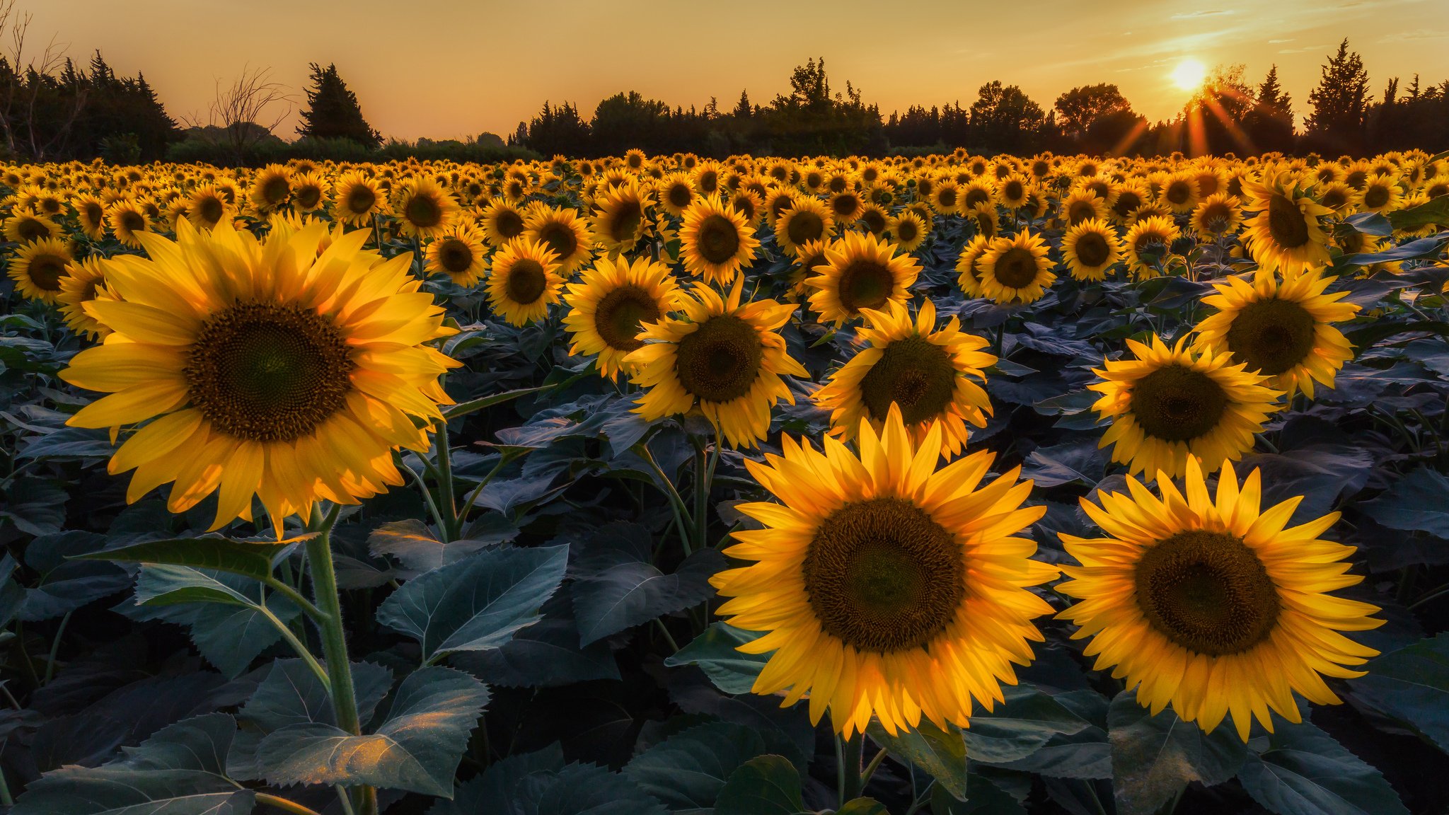 tournesols fleurs champ arbres été soleil rayons soirée