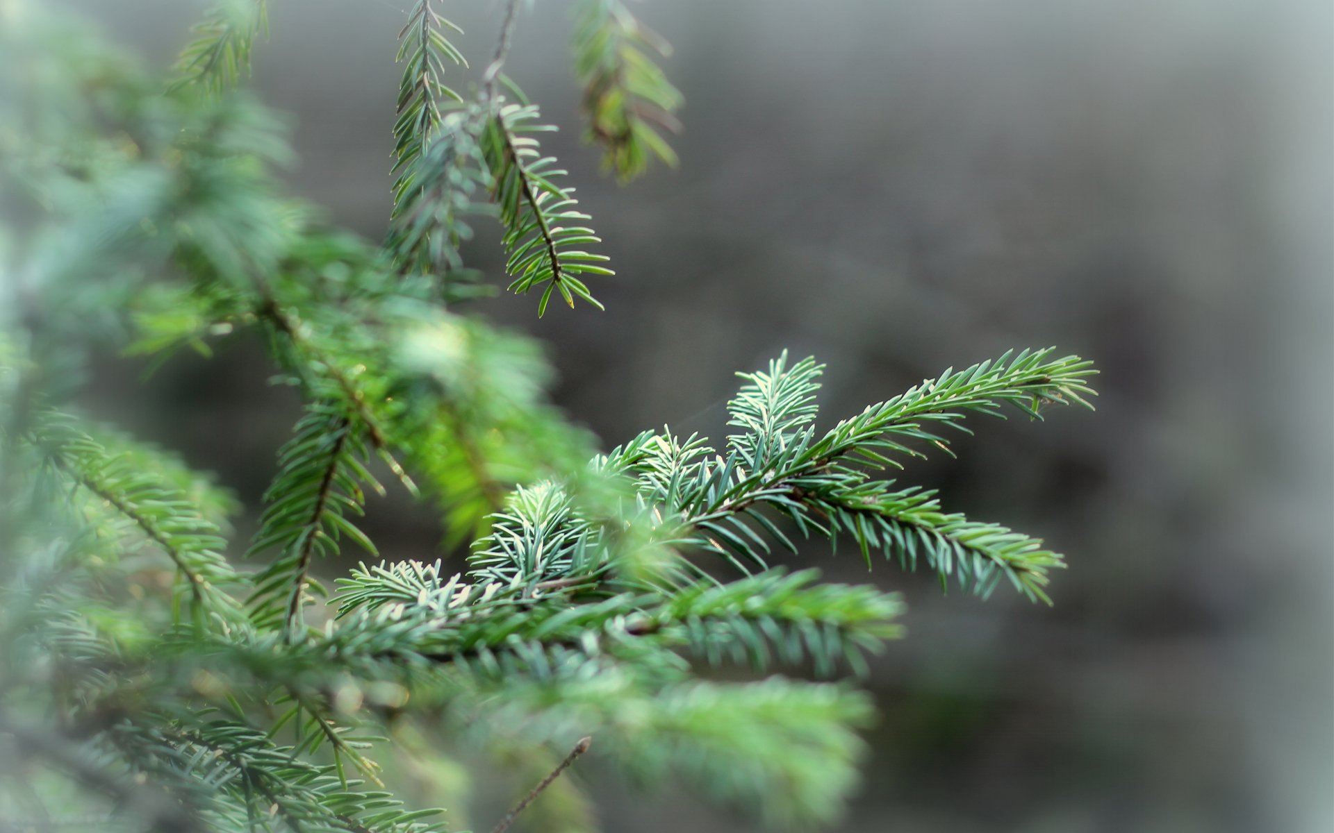 sapin branches aiguilles de pin arbre