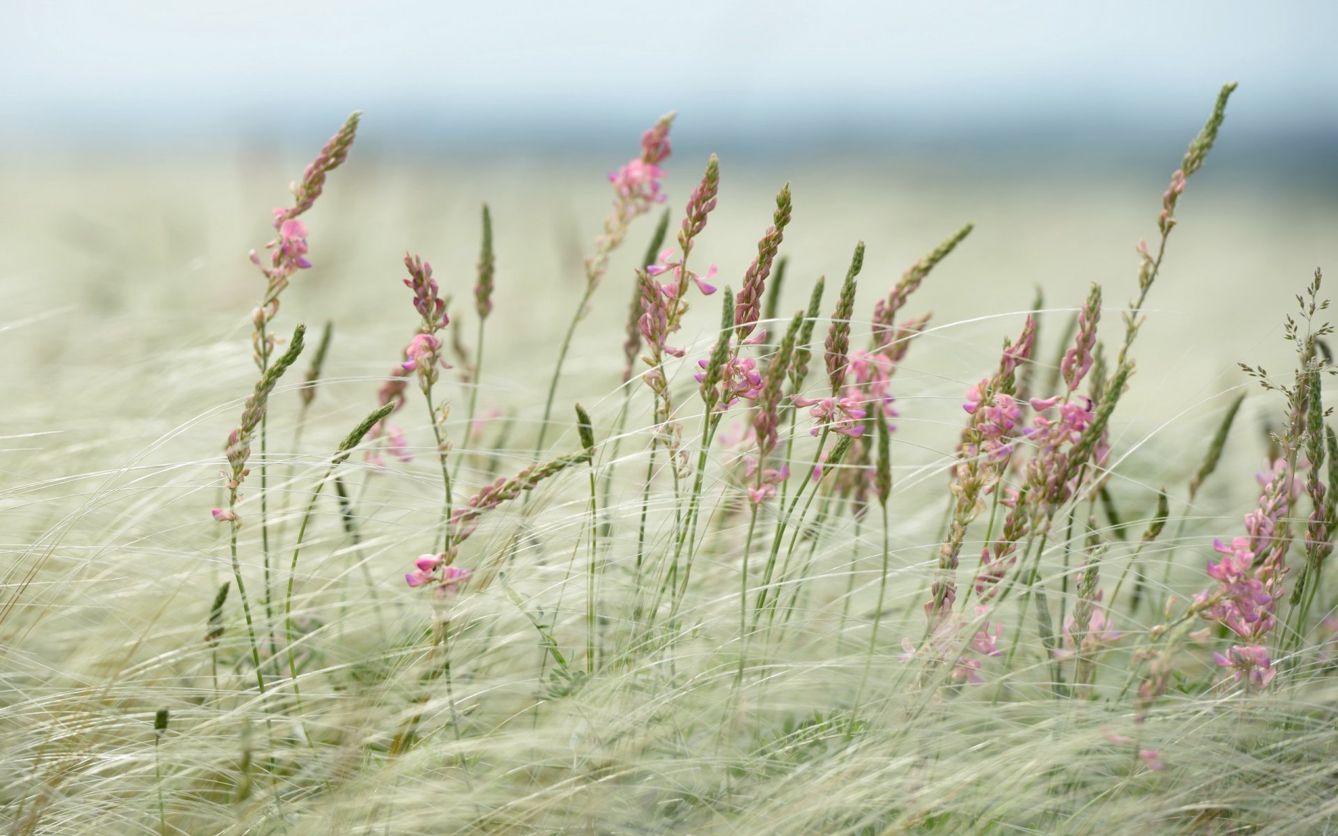 the field grass nature