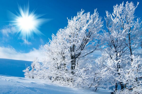 Bäume an einem frostigen sonnigen Tag