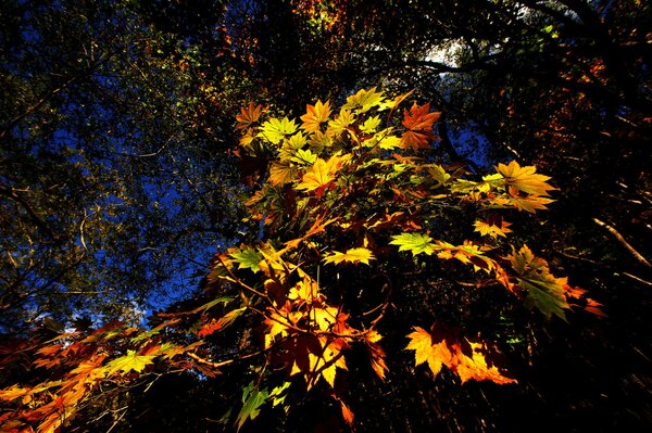 Feuilles d automne vives sur l arbre