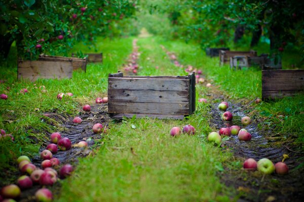 Apples scattered on the road next to boxes