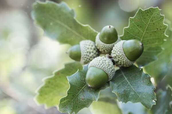 Acorn fruits on a green branch