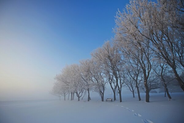 Parque cubierto de nieve de invierno con huellas en la nieve