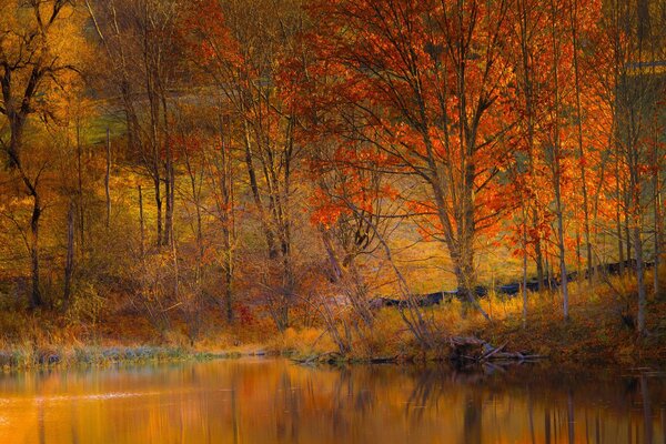 Couronnes d arbres dorés au-dessus de l étang