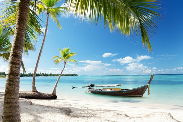 Playa soleada con palmeras