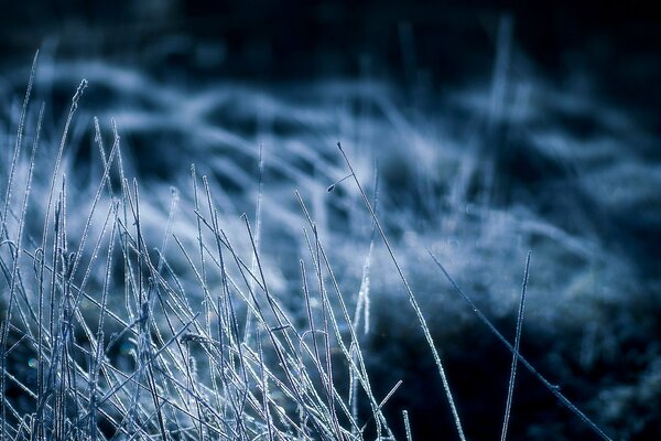 Trockenes Gras nachts im Frost