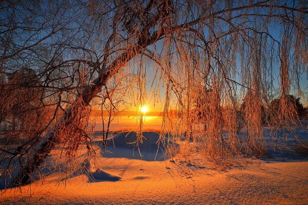 Árbol cubierto de nieve en el fondo del amanecer