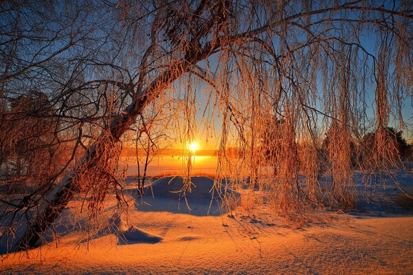 Заснеженное дерево на фоне восхода солнца