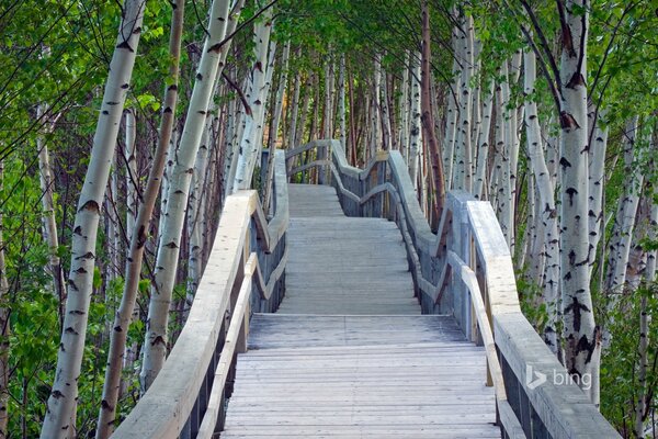 Ponte nella foresta in un boschetto di betulle