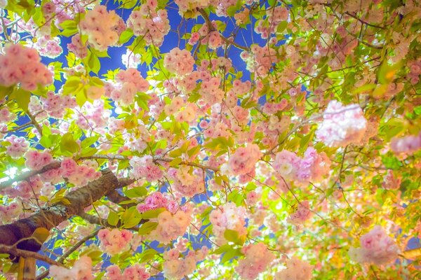 Blühende Sakura auf Himmelshintergrund