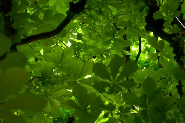 Le corone degli alberi bloccano la luce