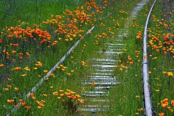 Im Sommer Blumen auf der Eisenbahn