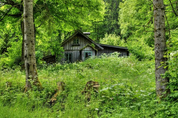 Abandoned hut in the dense forest