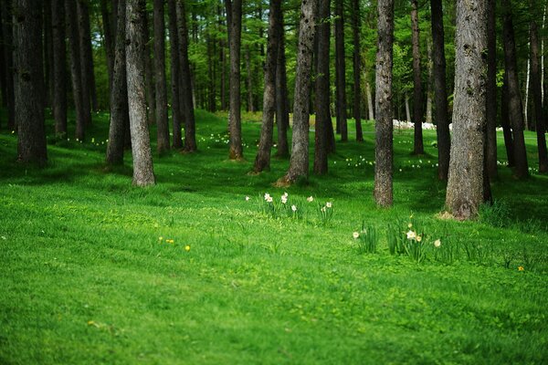 Blooming flowers in the forest