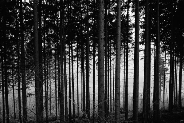 Arbres noirs et blancs dans la forêt de la soirée d automne