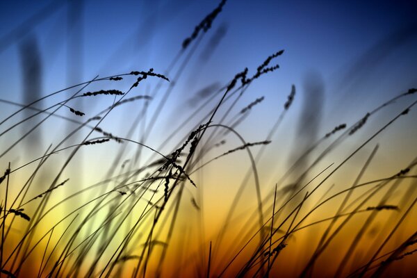 Gras am Abend vor Sonnenuntergang Hintergrund