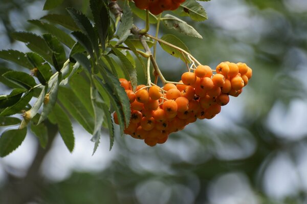 Branche avec une grappe de sorbier rouge